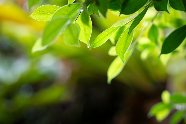 Foliage green leaves after rain with nature background