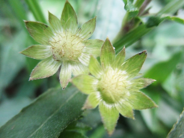 foliage, Green Leaves fruits and Flowers