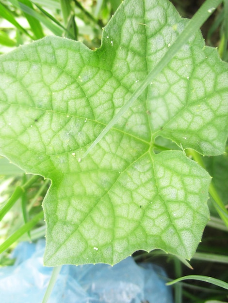 foliage, Green Leaves fruits and Flowers