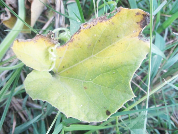 foliage, Green Leaves fruits and Flowers