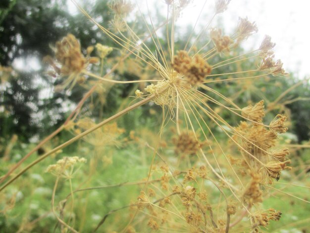 foliage, Green Leaves fruits and Flowers