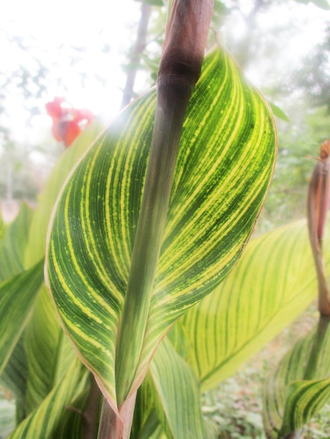 foliage, Green Leaves fruits and Flowers