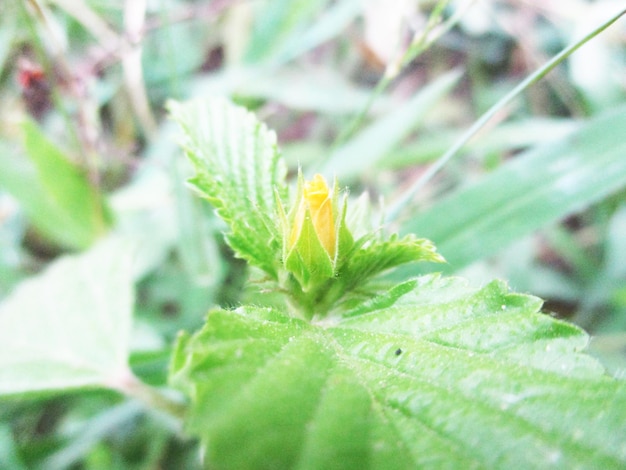 foliage, Green Leaves fruits and Flowers