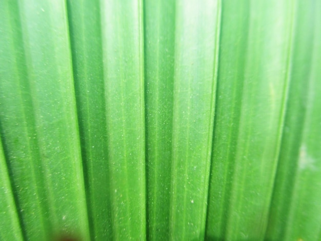 foliage, Green Leaves fruits and Flowers