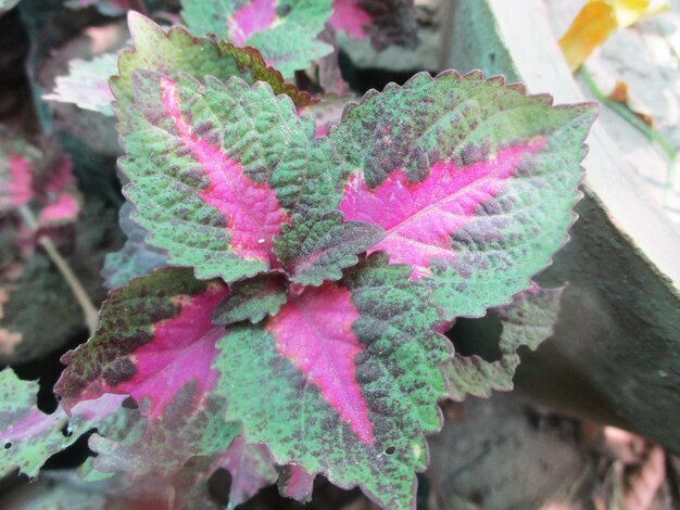 foliage, Green Leaves fruits and Flowers