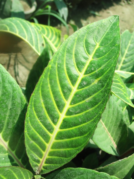 foliage, Green Leaves fruits and Flowers