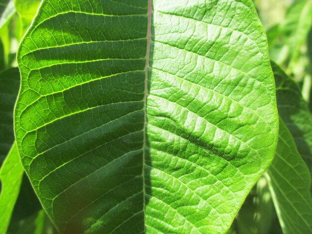 foliage, Green Leaves fruits and Flowers