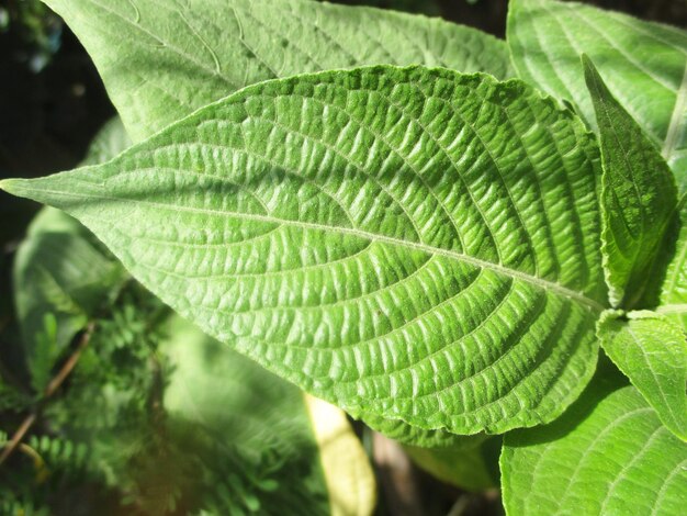 foliage, Green Leaves fruits and Flowers