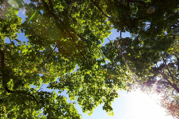 The foliage of the trees is illuminated by bright sunlight, trees with green foliage in the summer