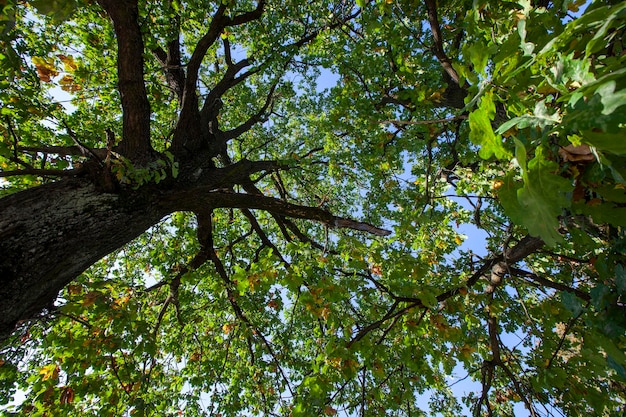 Foliage of trees in the park in the autumn season