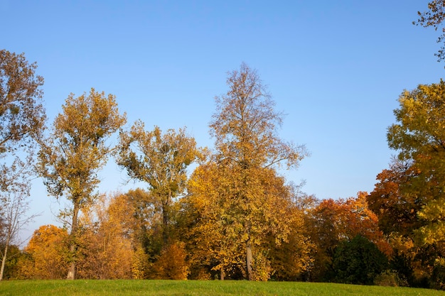 Foliage of trees in the park in the autumn season