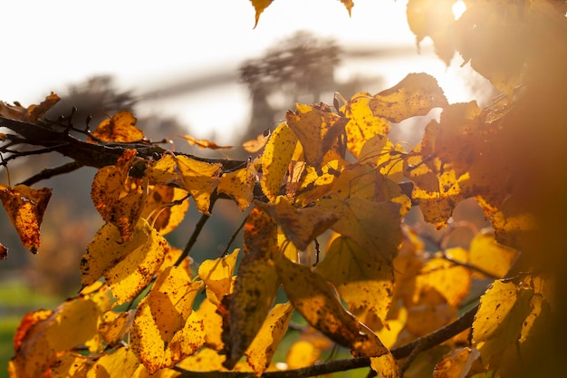 Foliage of trees in the park in the autumn season