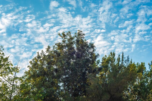 Foliage of trees with blue sky and white clouds in background