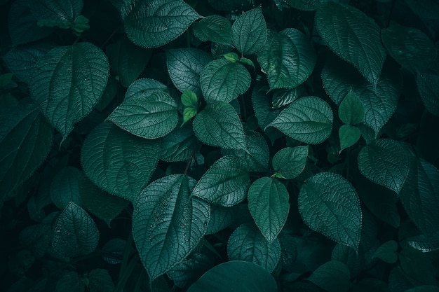 Foliage of tropical leaf in dark green texture, abstract pattern nature background.