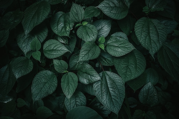 Foliage of tropical leaf in dark green texture, abstract pattern nature background.