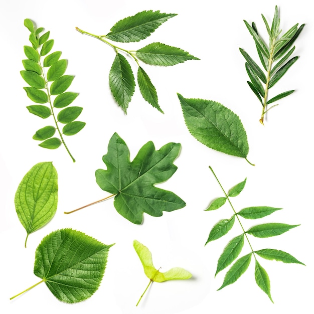 Foliage of various trees isolated on white background