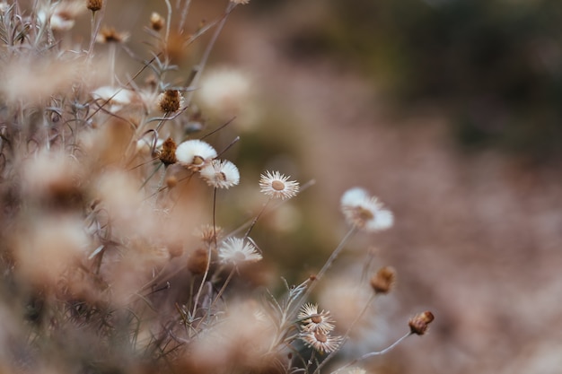 Fondo de plantas y flores del bosque.