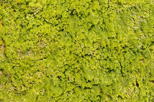 Photo fondo verde con textura de algas del mediterraneo