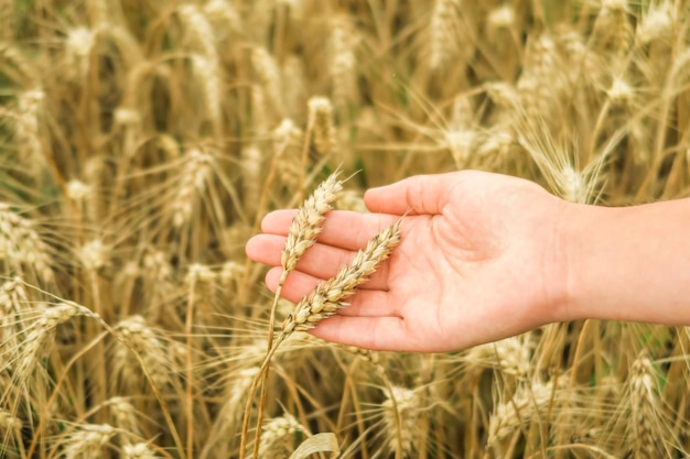 food crisis concept. hand holding wheat against the background of a wheat field