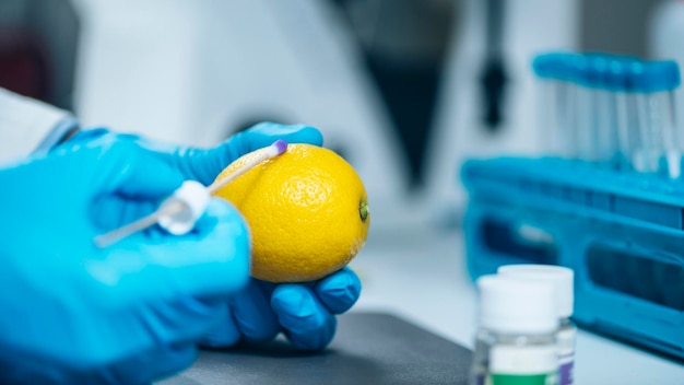 Food Quality Control Expert Examining Lemon Fruit in Laboratory