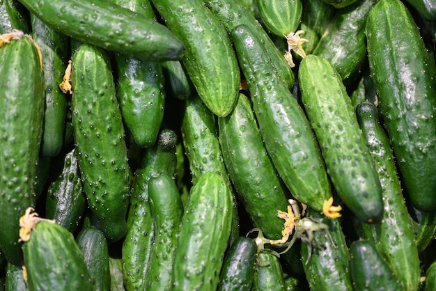 Food vegetables fresh green cucumbers, background. Cucumbers pattern for sale in market