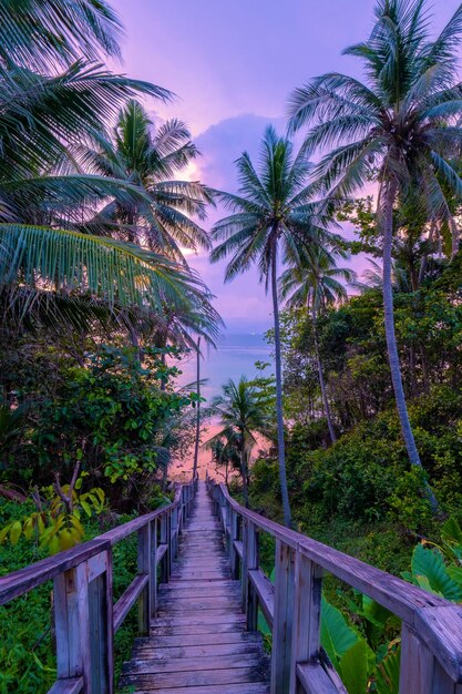 Photo footbridge amidst trees against sky