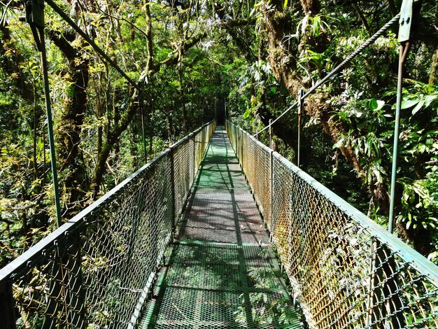 Footbridge in forest