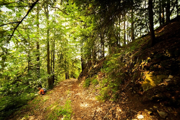 A footpath along a dirt road cut through a dense deciduous forest with trees baring their roots in the area of the Carpathian Mountains above Kamyanka Mountain Synevir pass Ukraine