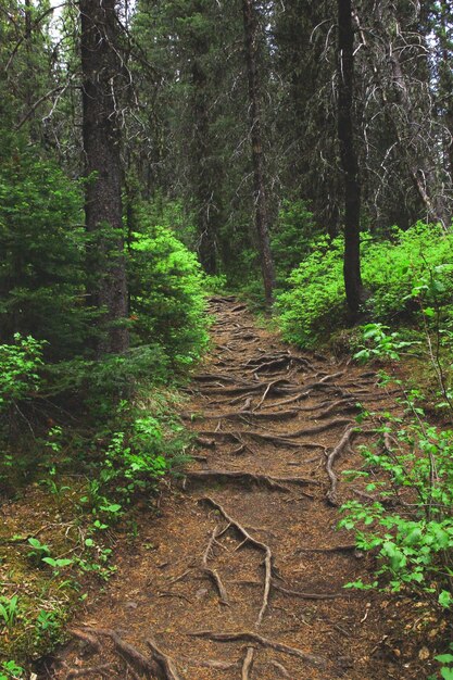 Photo footpath amidst trees in forest