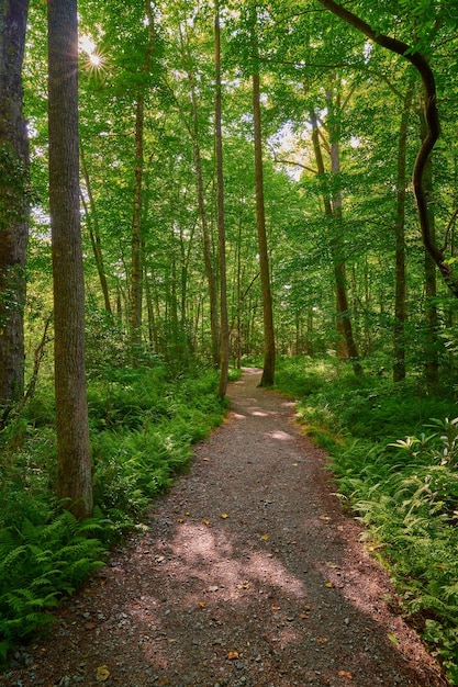 Footpath amidst trees in forest