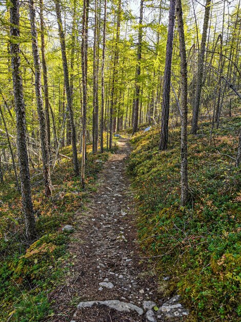 Photo footpath amidst trees in forest