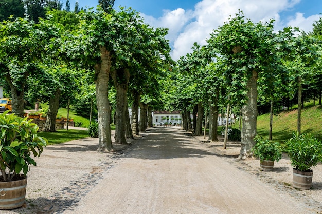 Footpath amidst trees in park against sky