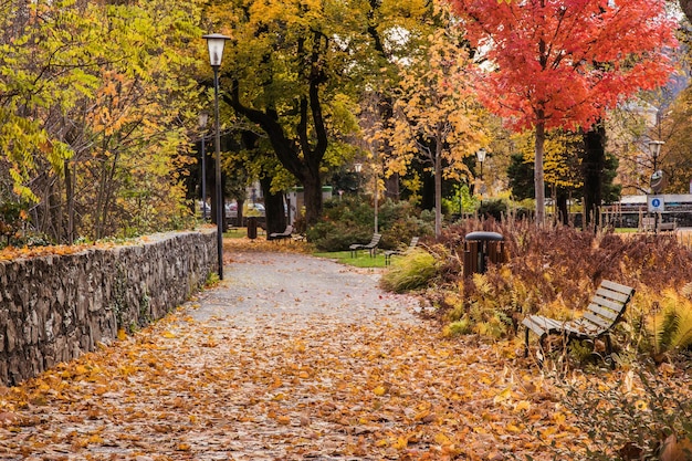 Photo footpath amidst trees in park during autumn