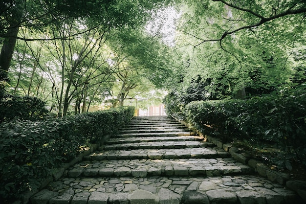 Footpath amidst trees in park