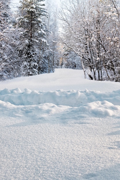 Footpath in deep snowdrift in forest in winter