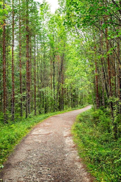 Footpath in dense forest. Vertical.