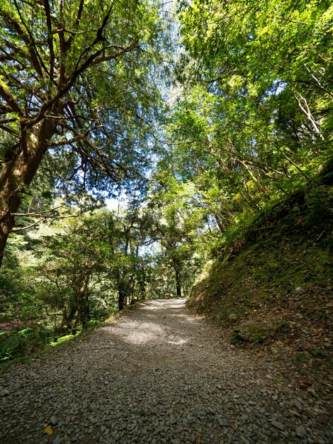 Footpath going through the green forest.