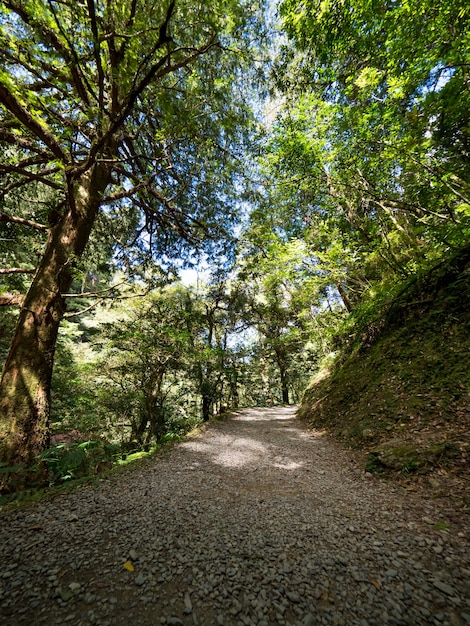 Footpath going through the green forest.