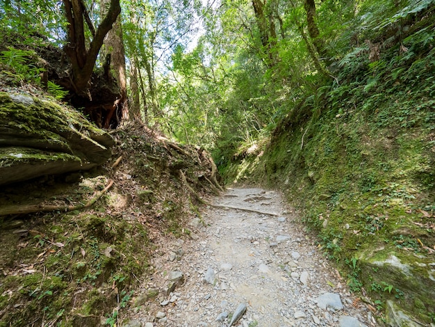 Photo footpath going through the green forest.