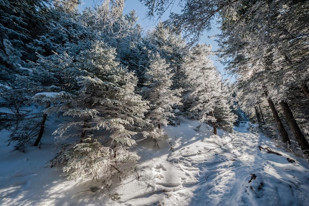 Footpath in snowbound forest, winter fairy tail