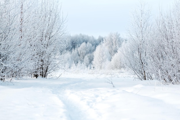 Footpath in snowdrift between bushes covered with white hoarfrost