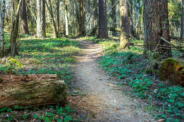 Footpath through an old overgrown forest