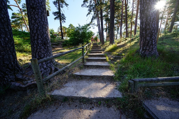 Footpath with steps in the forest with tall trees and sun rays. Navacerrada.