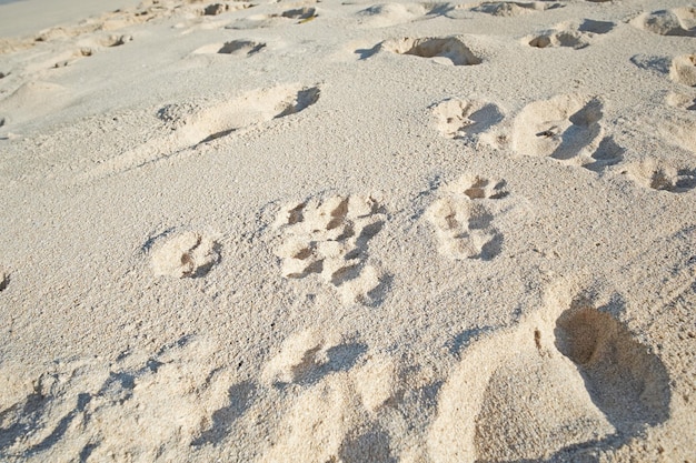 Footprints in beach sand along the coast on sunny day Relaxing and peaceful landscape to enjoy and unwind for summer vacation or getaway Dunes in the desert with grainy surface texture