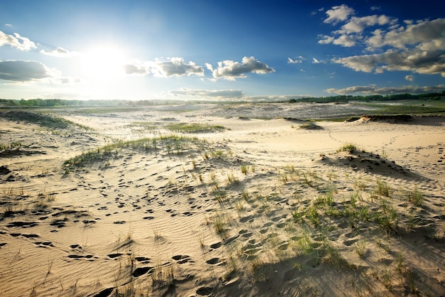 Footprints and green grass in the desert