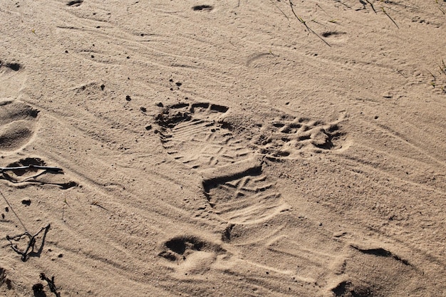 Footprints in the sand on the beach