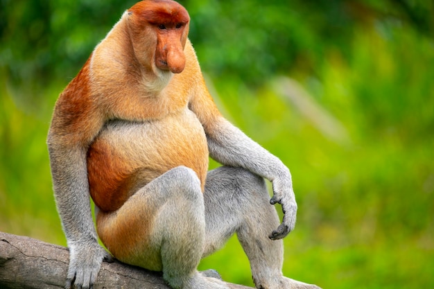 Foraging, conservation animals, animals, proboscis monkey