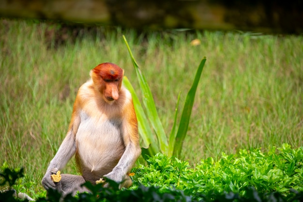 Foraging, conservation animals, animals, proboscis monkey