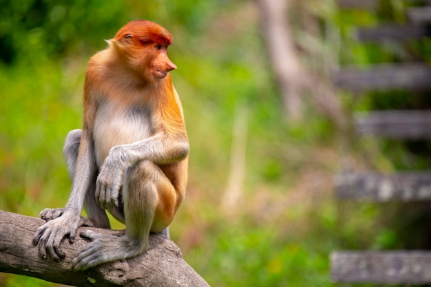 Foraging, conservation animals, animals, proboscis monkey