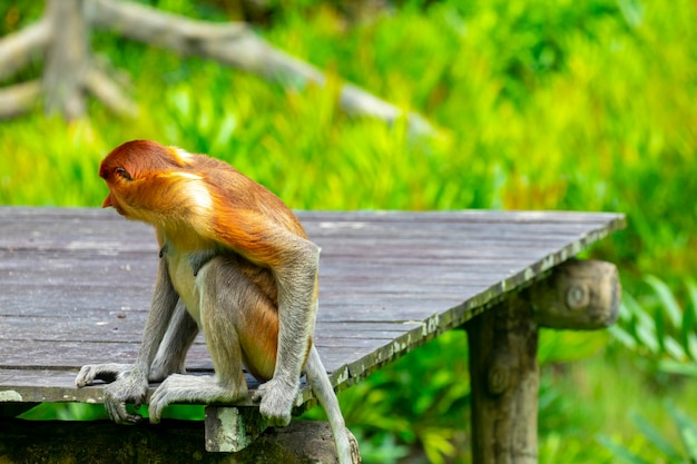 Foraging, conservation animals, animals, proboscis monkey